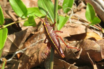 Tropical grasshopper in Florida wild