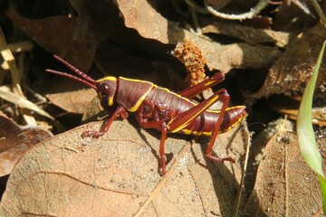 Tropical grasshopper in Florida wild, closeup