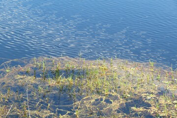 Blue river water background with seaweed in Florida nature