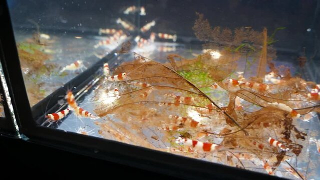 Two color variations of bee shrimp (Caridina cantonensis) in aquarium, terraristic & aquaristic expo