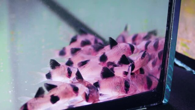 Several panda corydoras (Corydoras panda) catfish on a terraristic & aquaristic expo