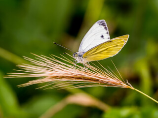 White butterfly sitting on the cereals on blurred green background