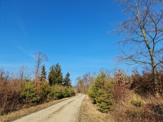 Forest road