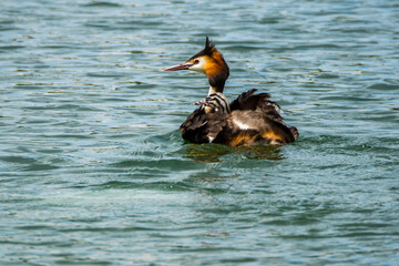 Great crested grebe with nestling on its back swimming on wavy green water of lake