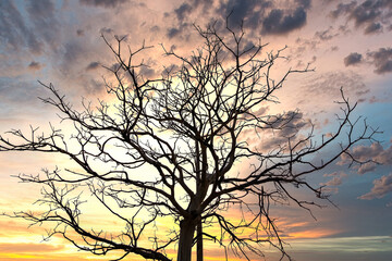 Obraz premium Sunset Behind The Tree Branches at thailand.
