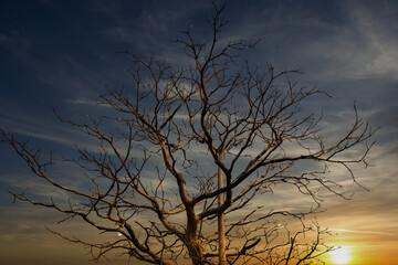 Sunset Behind The Tree Branches at thailand.