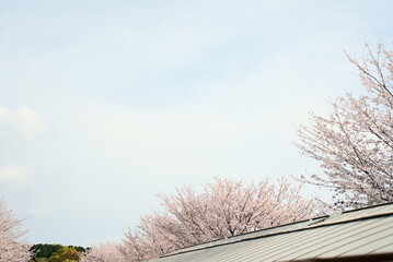 屋根から覗く桜の木の空