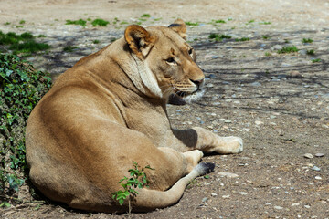 Portrait of a lioness close up. The female rests in the shade and looks around