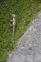 green moss on the stone
