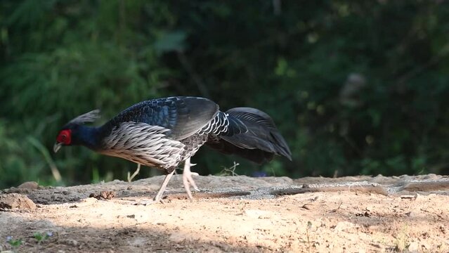 Kalij pheasant (Lophura leucomelanos) photographed near Sattal in Uttarakhand, India