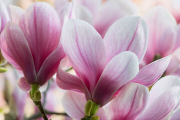 Fototapeta na wymiar Delicate pink magnolia flowers in full bloom close up