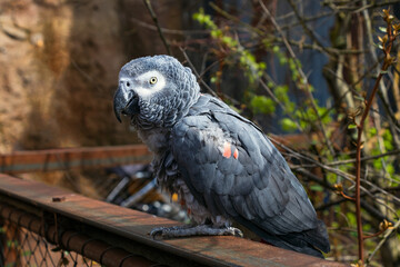 Obraz premium Portrait of a gray parrot close up. The background is blurred