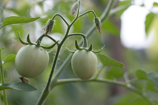 Seeda Tomato, green in the garden