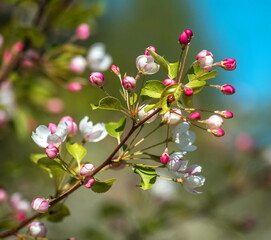 Fototapeta na wymiar spring flowering tree branch