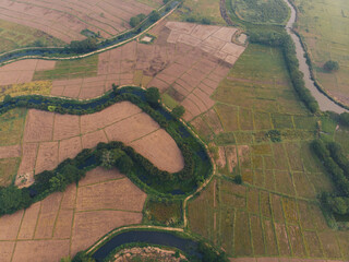 Obraz premium Green paddy rice plantation field in rural village