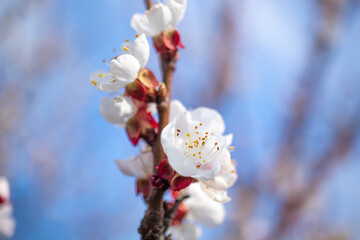 Blooming fruit tree with white flowers on the blue sky background. Floral spring day photo