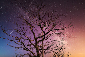 Tree silhouetting the Milky Way.Dry tree silhouette with night concept