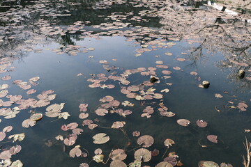 autumn leaves on the water