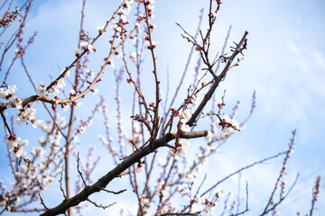 Spring blooming branches on the blue sky background