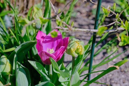Tulip open and closed