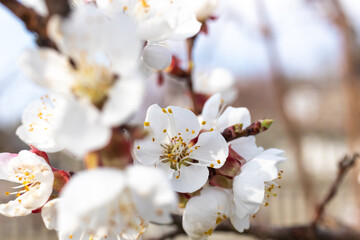 Blooming fruit tree branches with white flowers beautiful background photo