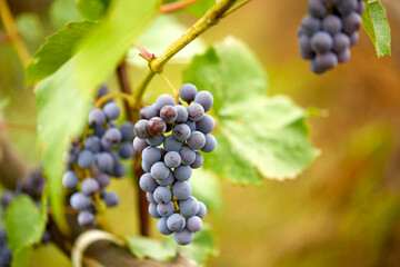 Fototapeta premium blue grapes in the garden