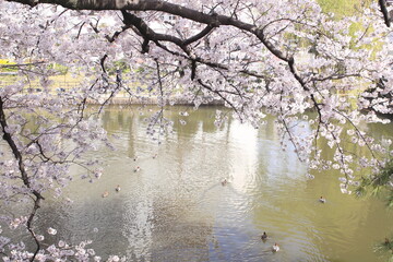 cherry blossom in spring