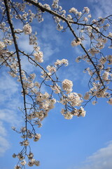 tree blossom