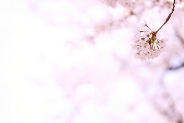 spider on a pink flower