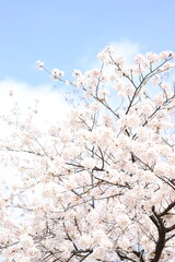 cherry blossom in spring