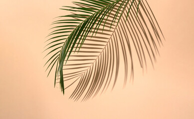Creative layout made with green palm leaf and shadow. Nature minimal concept on beige background.