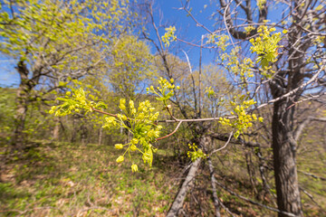 spring shoots with small buds and leaves at forest or park