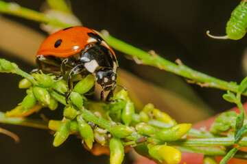 ladybug 19