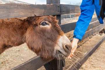 Tuinposter Feeding funny donkey with teeth in a stall at a petting zoo or farm © EdNurg