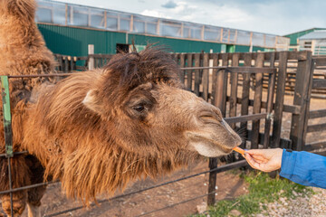 Feeding camel in farm or petting zoo