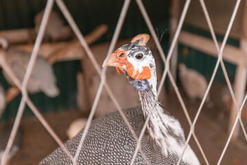 guinea fowl bird - poultry behind the fence on a farm