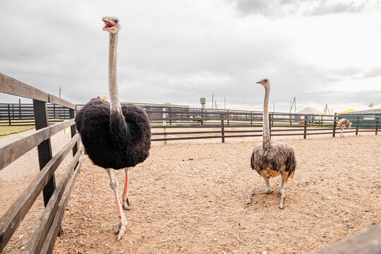 ostriches on the farm as livestock - for the production of meat and eggs