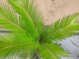 Fresh and tender leaves of a palm plant