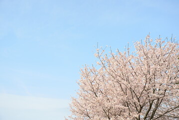 青空とピンク色の桜