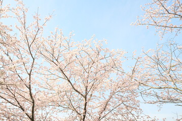Fototapeta na wymiar 晴れの美しい桜の背景素材