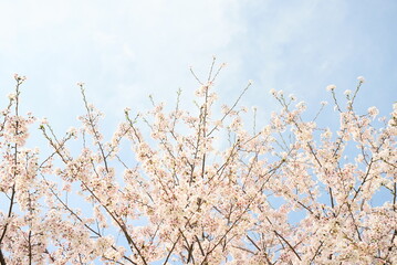 青空に伸びる桜の木