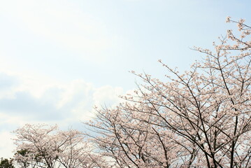 開花した桜の木の景色