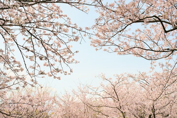 Fototapeta na wymiar 満開に咲く桜のフレーム