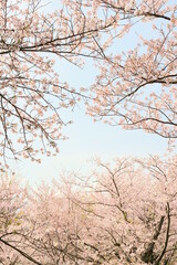 Obraz na płótnie Canvas 満開の桜に包まれるフレーム素材