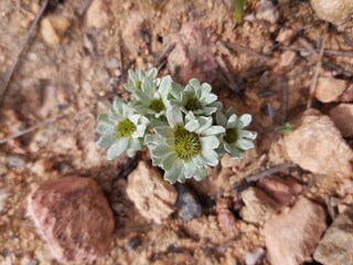 Fiori selvatici