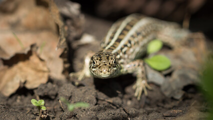The sand lizard (lat. Lacerta agilis), of the family Lacertidae. Central Russia.