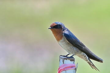 Australian Welcome Swallow perched on a post
