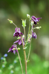 The European columbine (lat. Aquilegia vulgaris), of the family Ranunculaceae. Central Russia.