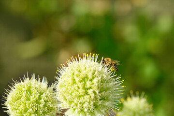 Bee and flower. Close up of a large striped bee collecting pollen on onion flower on a Sunny day. Summer and spring backgrounds