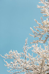 Blossom white tree with blue sky as background.